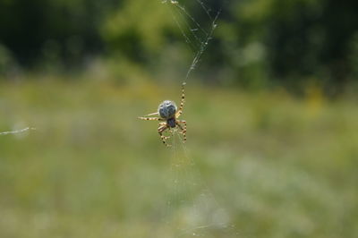 Close-up of spider on web