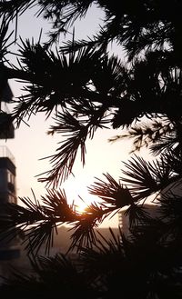 Low angle view of silhouette trees against sky