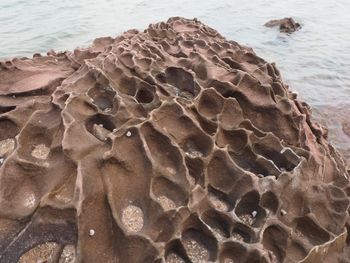 High angle view of crab on beach