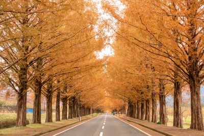 Metasequoia tree-lined road at shiga prefecture.