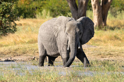 Elephant in a field