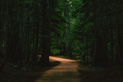 View of trees in forest