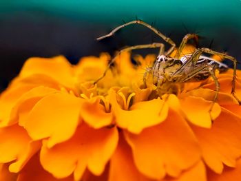 Close-up of insect on yellow flower