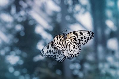 Close-up of butterfly pollinating flower