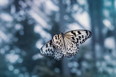 Close-up of butterfly on glass