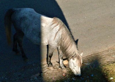 High angle view of a dog drinking water