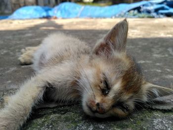 Close-up of cat lying down