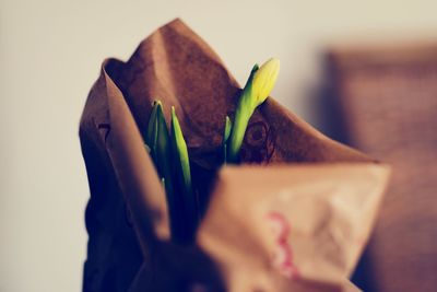 Close-up of plants in paper bag