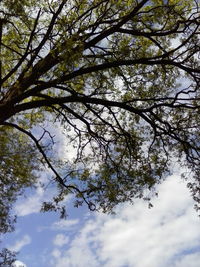 Low angle view of trees against sky