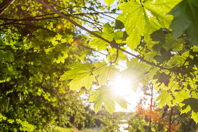 Low angle view of sunlight streaming through tree