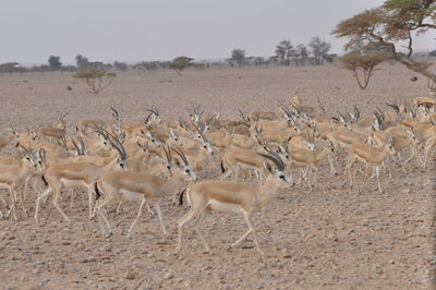 Flock of sheep on field