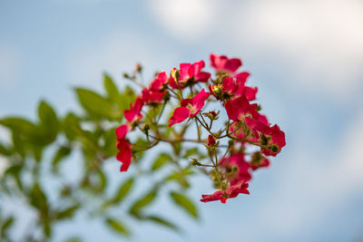 Close-up of red flowers on tree against sky