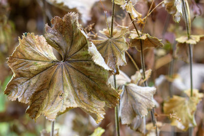 Close-up of dry leaves on plant