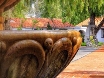 Close-up of tree trunk