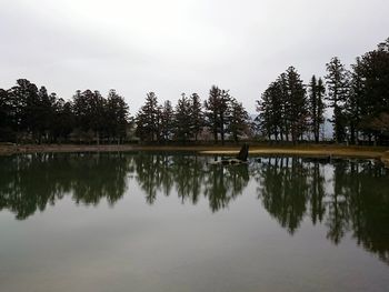 Reflection of trees in calm lake