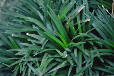 High angle view of wet plants