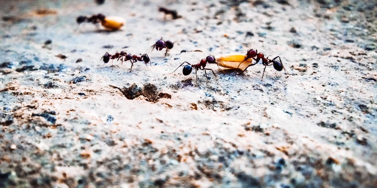 HIGH ANGLE VIEW OF ANT ON GROUND