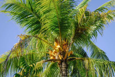 Low angle view of palm tree against sky