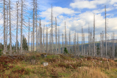 Plants growing on land against sky