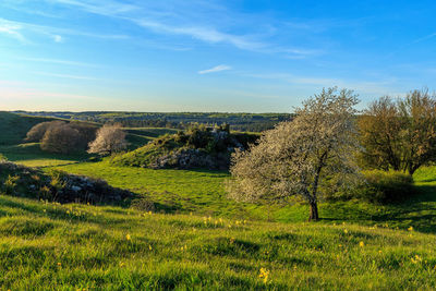 Grass field against sky