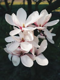 Close-up of white flowering plant