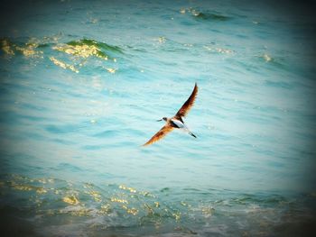 Bird in water