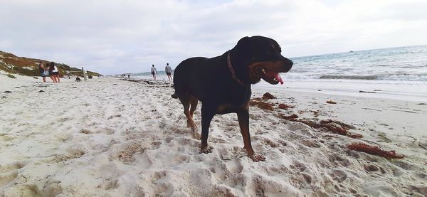 Dog standing on beach