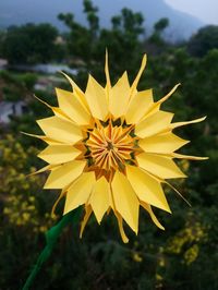 Close-up of yellow flower on field