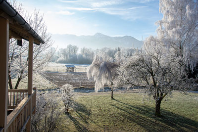 Bare trees on field against sky during winter