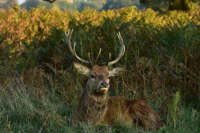 Deer in a field