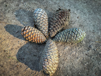 High angle view of lizard on land