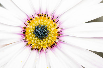 Close-up of yellow flower blooming outdoors