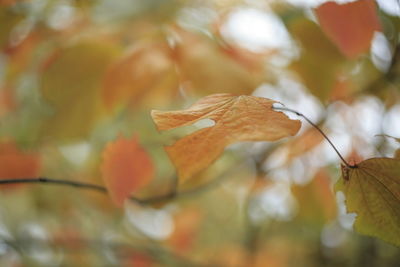 Close-up of autumnal leaves