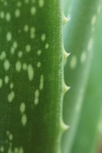 Full frame shot of succulent plant