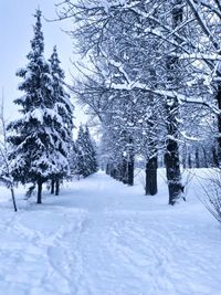 Trees on snow covered field during winter