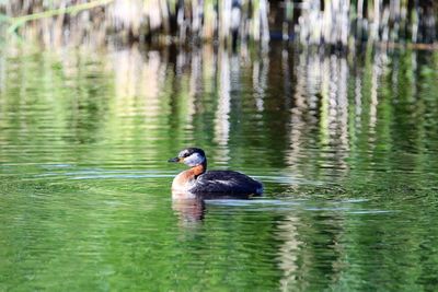 Close- up of grebe  swimming  in a small lake. morning light. vestamager copenhagen.