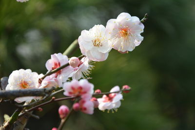 Close-up of white cherry blossoms