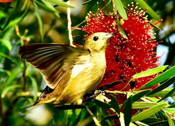 Close-up of a bird perching on plant