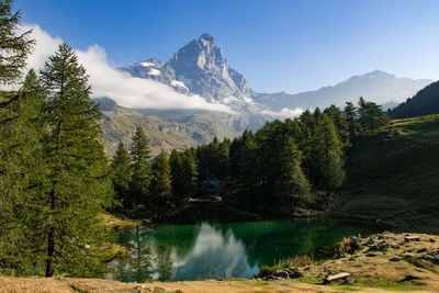 Trees growing by pond against mountain