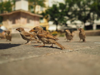 Close-up of bird perching outdoors