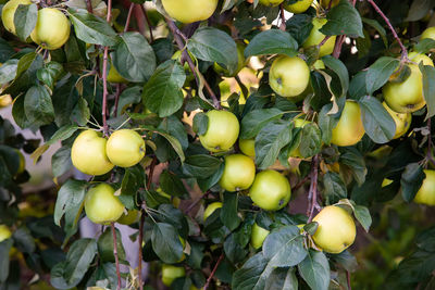 Many ripe yellow apples on the tree in the garden. harvest apples.