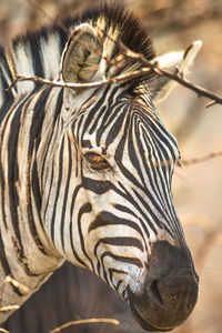 Close-up of zebra