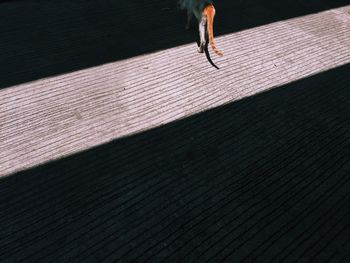 High angle view of cat on footpath