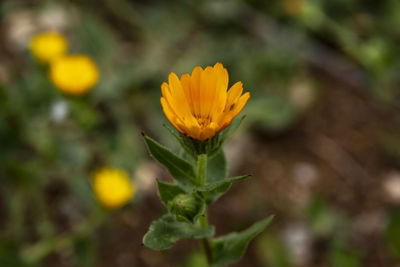 Close-up of yellow flowering plant