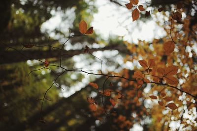 Close-up of tree branch against sky