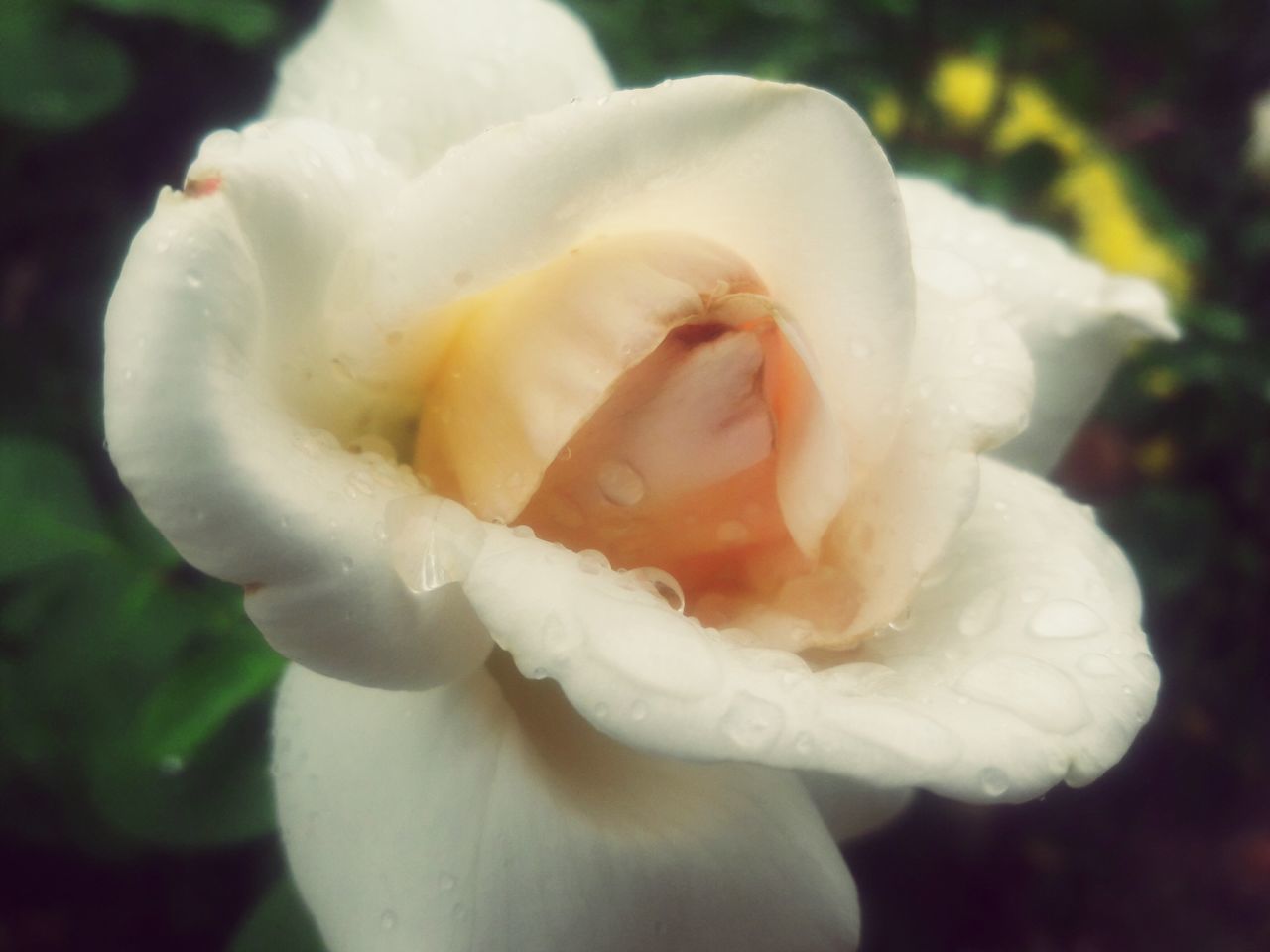 flower, petal, flower head, nature, fragility, white color, beauty in nature, freshness, close-up, rose - flower, no people, plant, growth, drop, outdoors, day, water, blooming