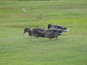 View of birds on grass