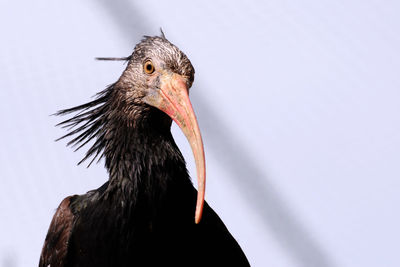 Close-up of a bird