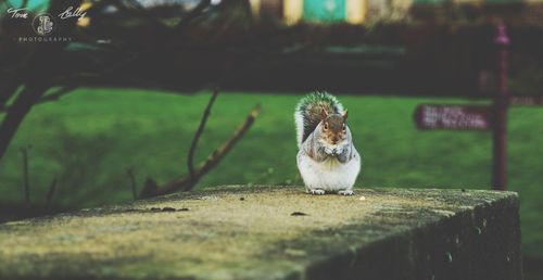 Squirrel on retaining wall at grassy field