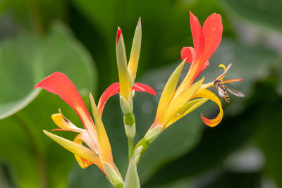 Close up of indian shot flowers in bloom